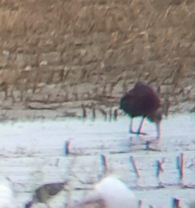 White-faced Ibis - ML620488244