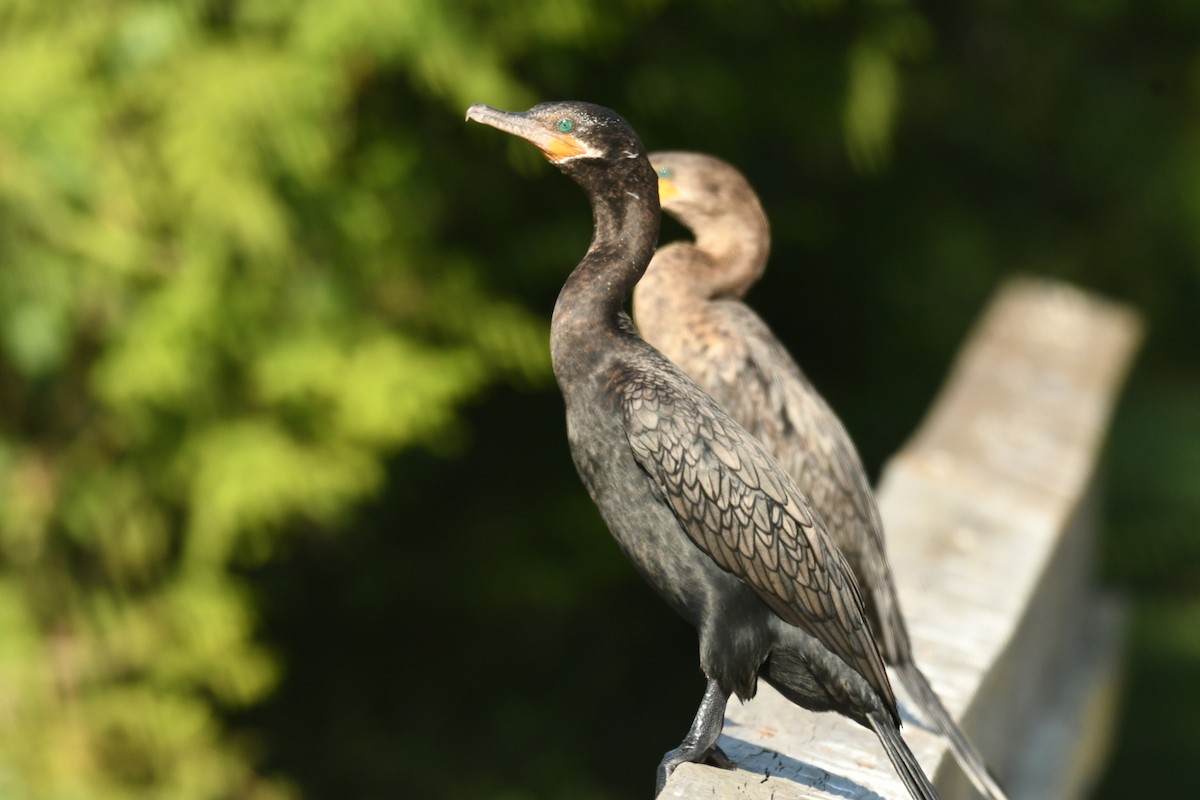 Cormorán Biguá - ML620488245