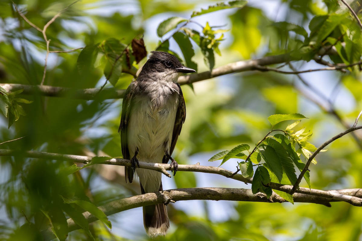 Eastern Kingbird - ML620488246