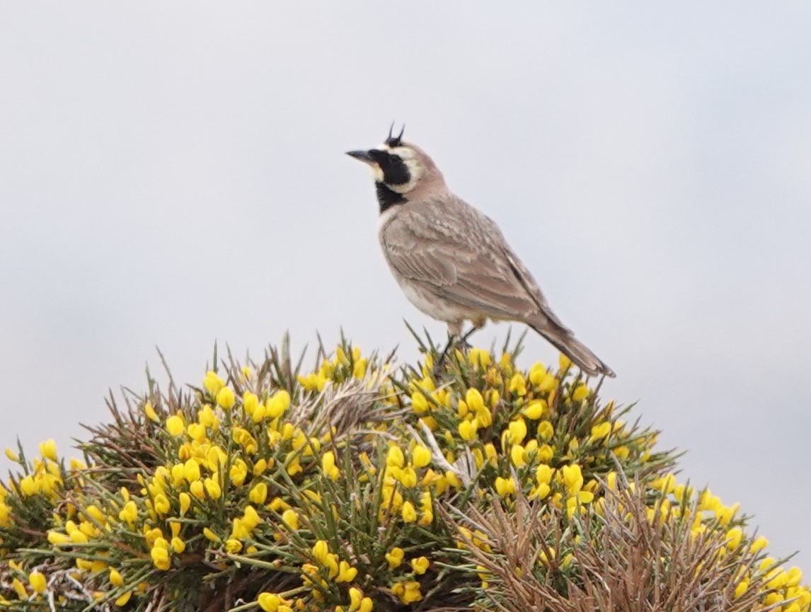 Horned Lark - ML620488247