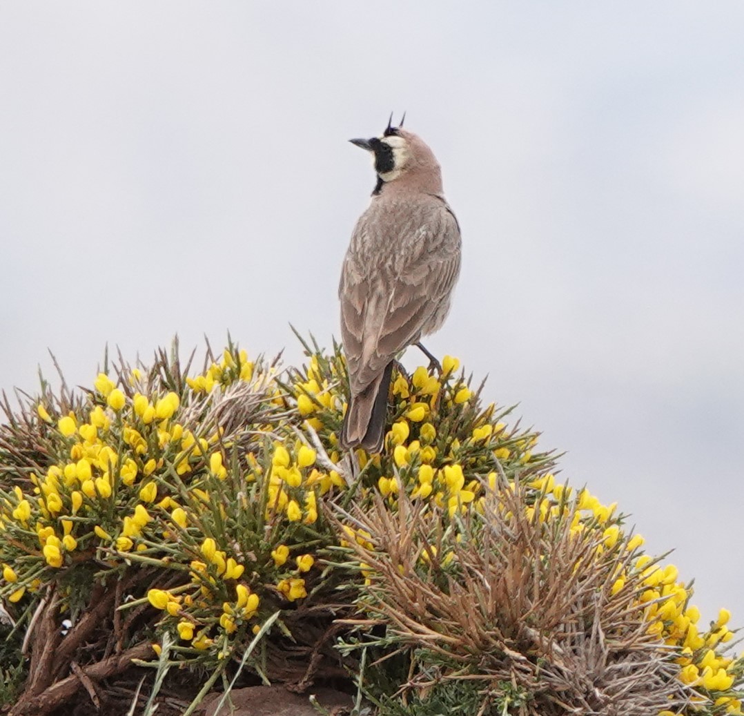 Horned Lark - ML620488248