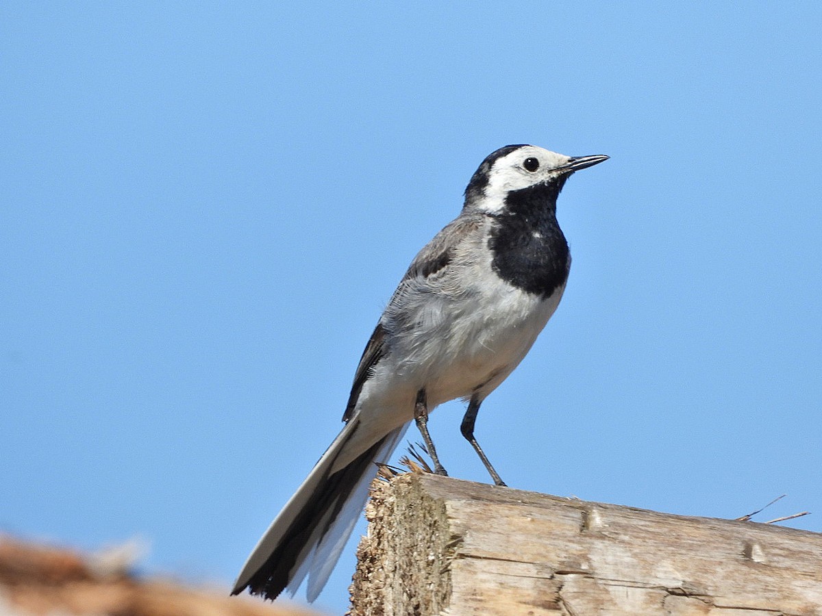 Lavandera Blanca - ML620488255