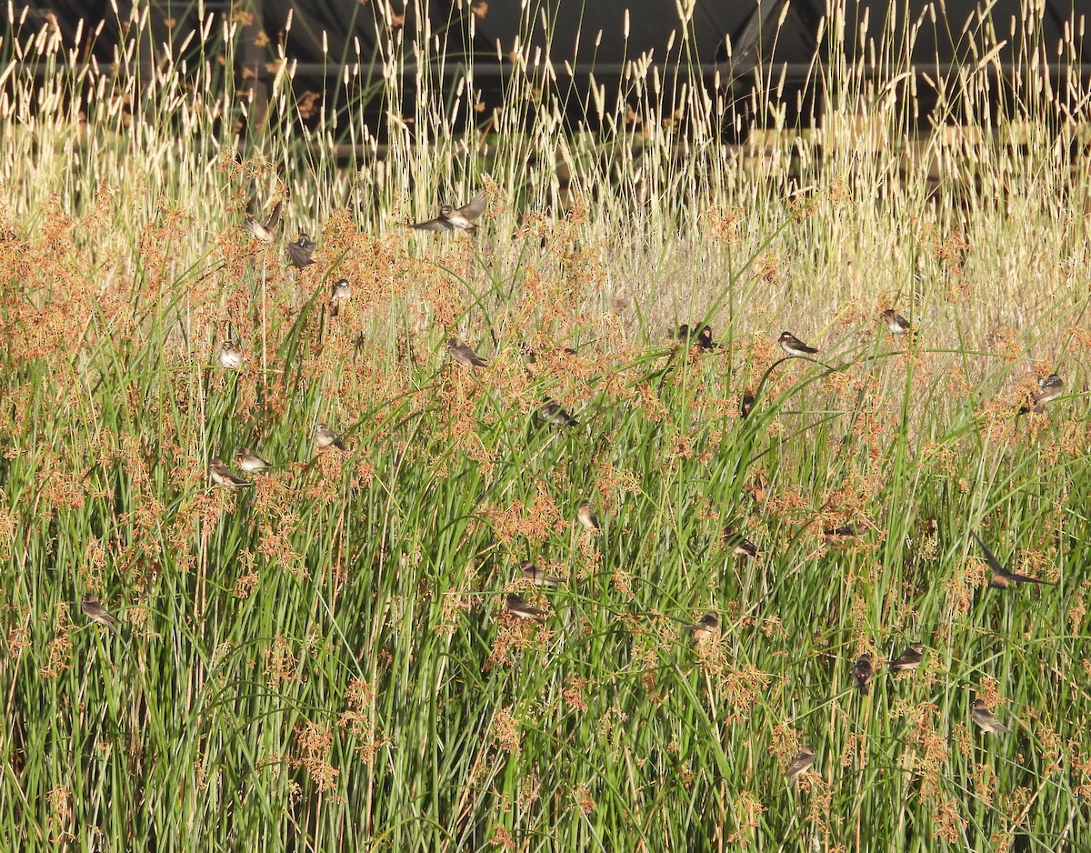 Cliff Swallow - ML620488258