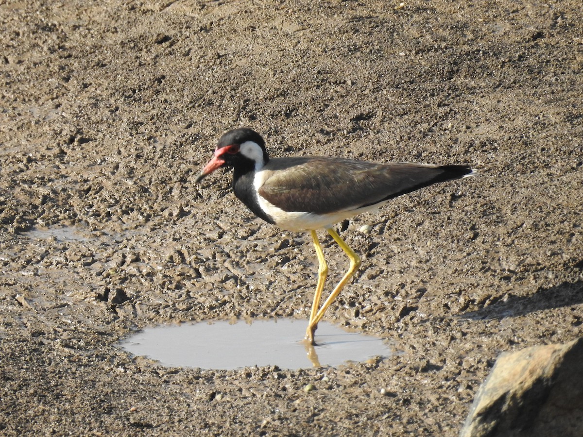 Red-wattled Lapwing - Sureshbabu K