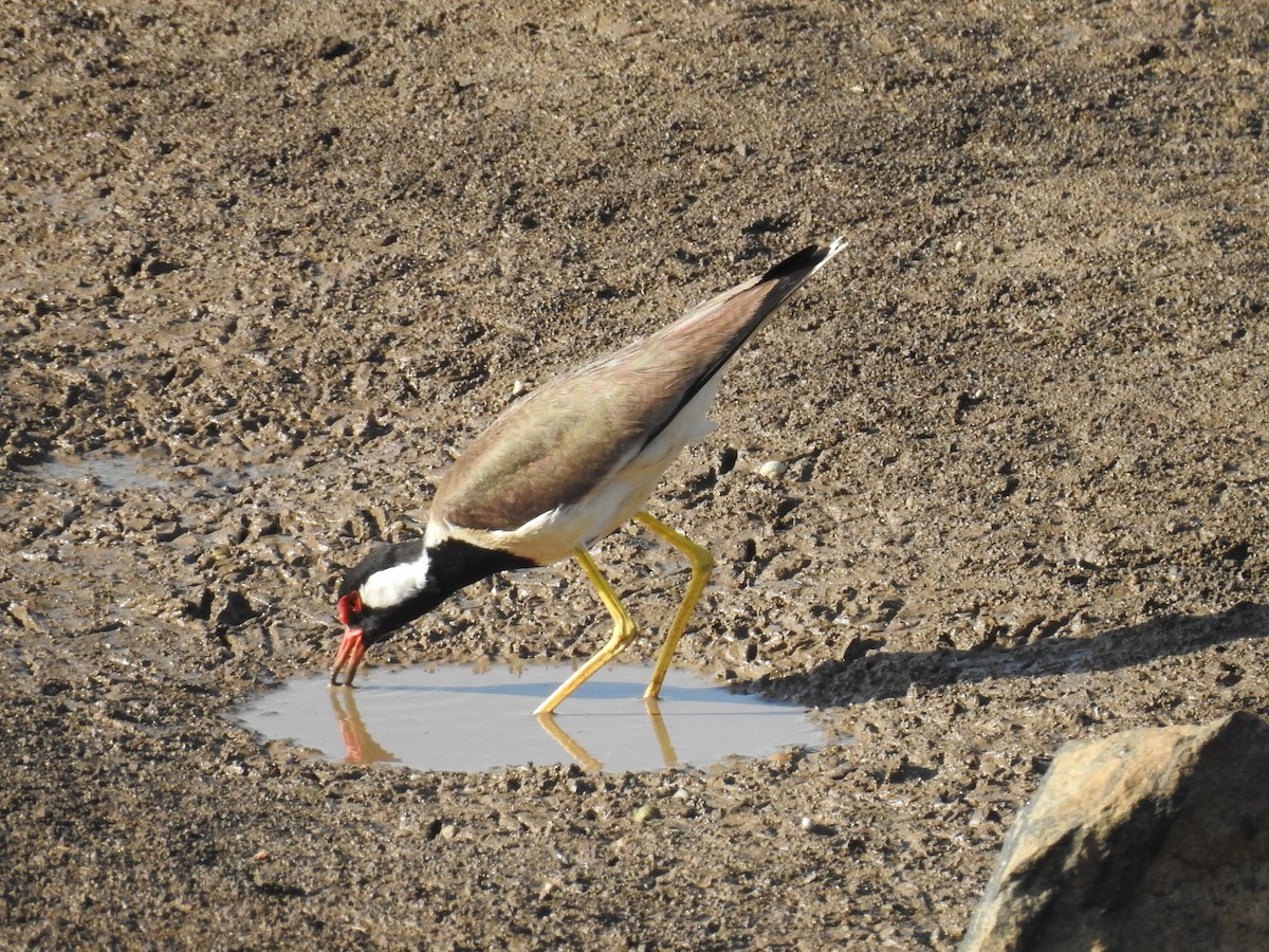 Red-wattled Lapwing - ML620488262