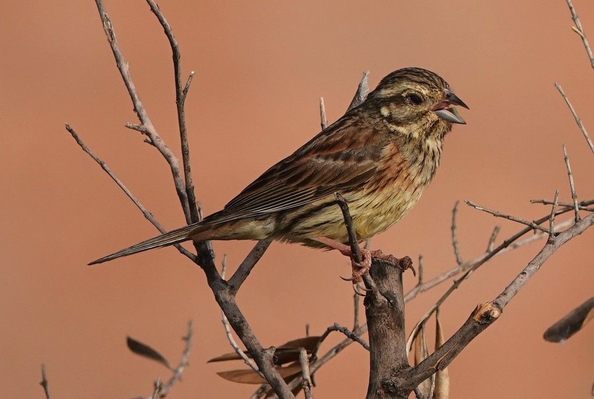 Cirl Bunting - ML620488264