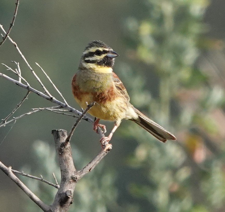 Cirl Bunting - ML620488268