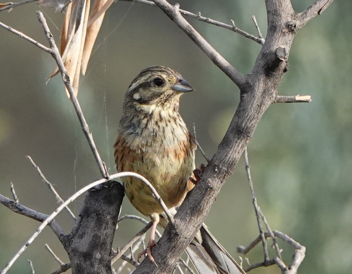 Cirl Bunting - Martin Pitt