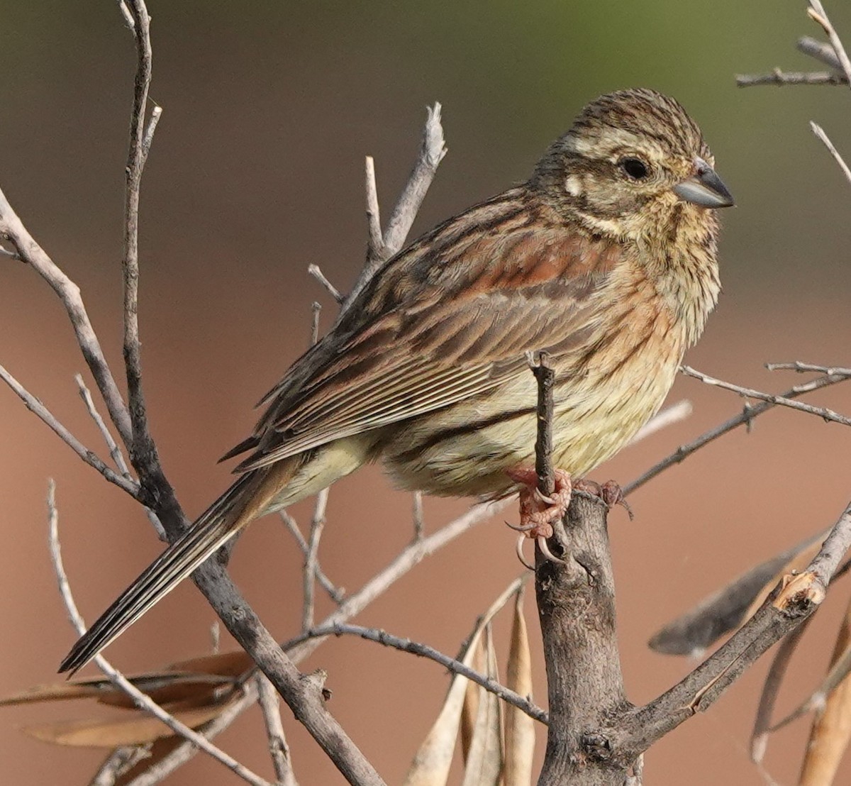 Cirl Bunting - ML620488270