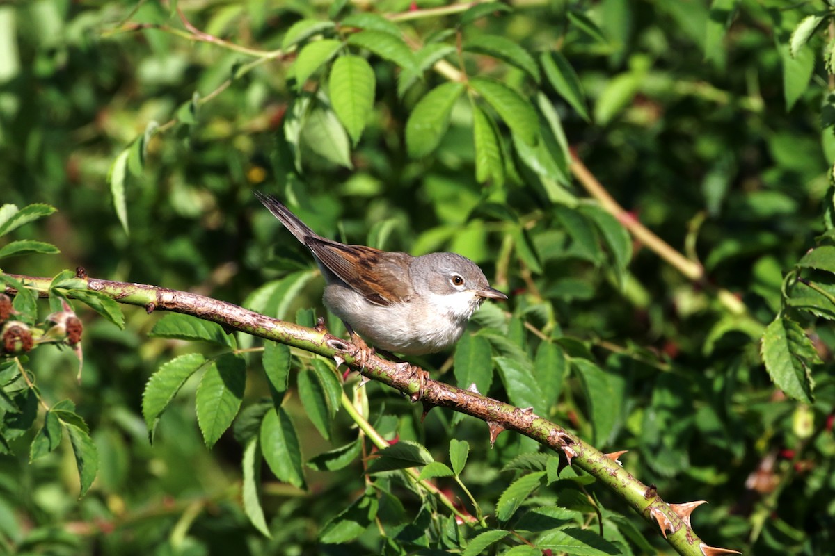 Greater Whitethroat - ML620488271