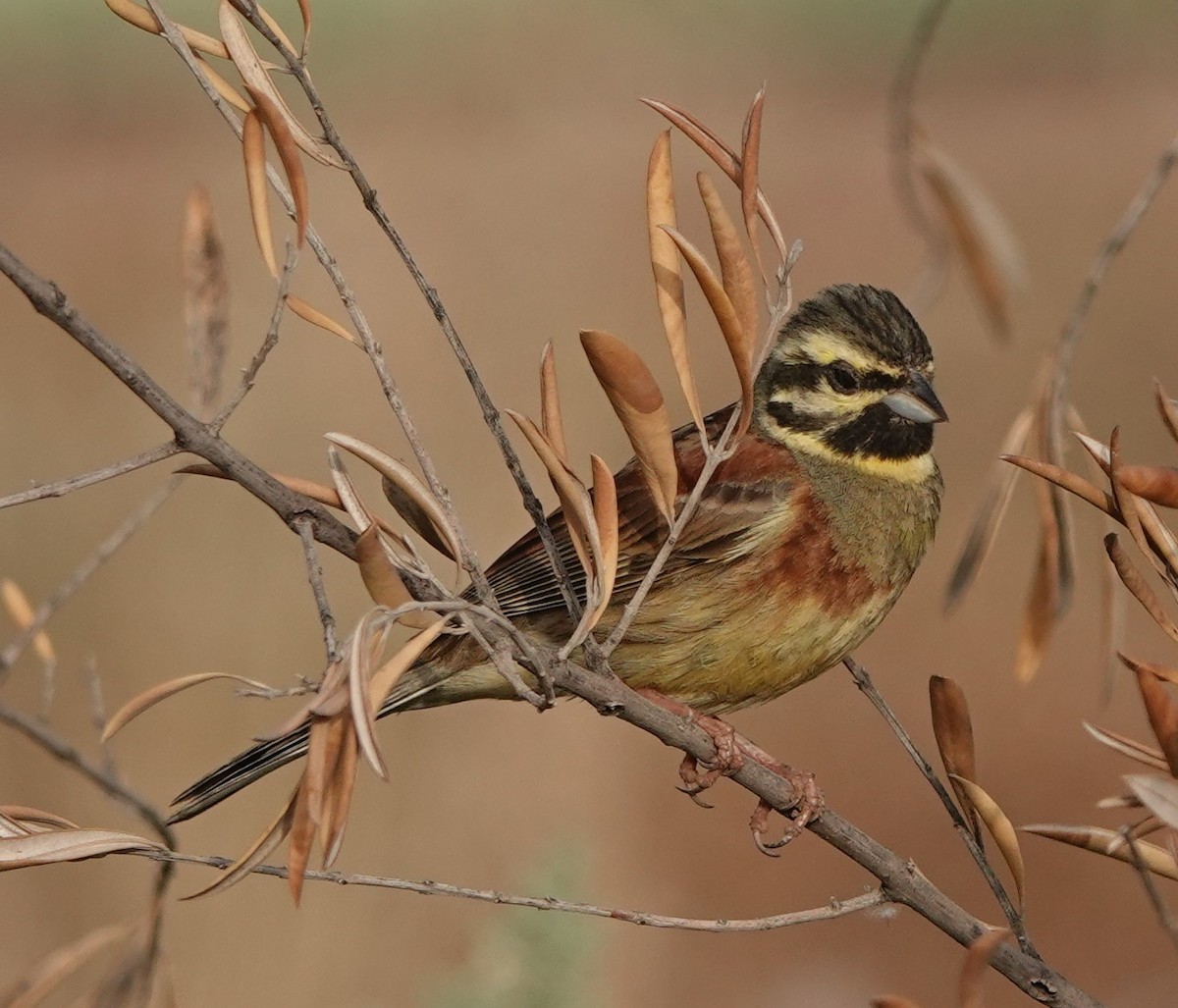 Cirl Bunting - ML620488272