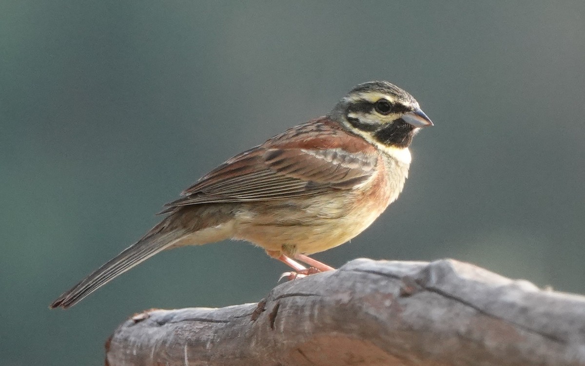 Cirl Bunting - ML620488274