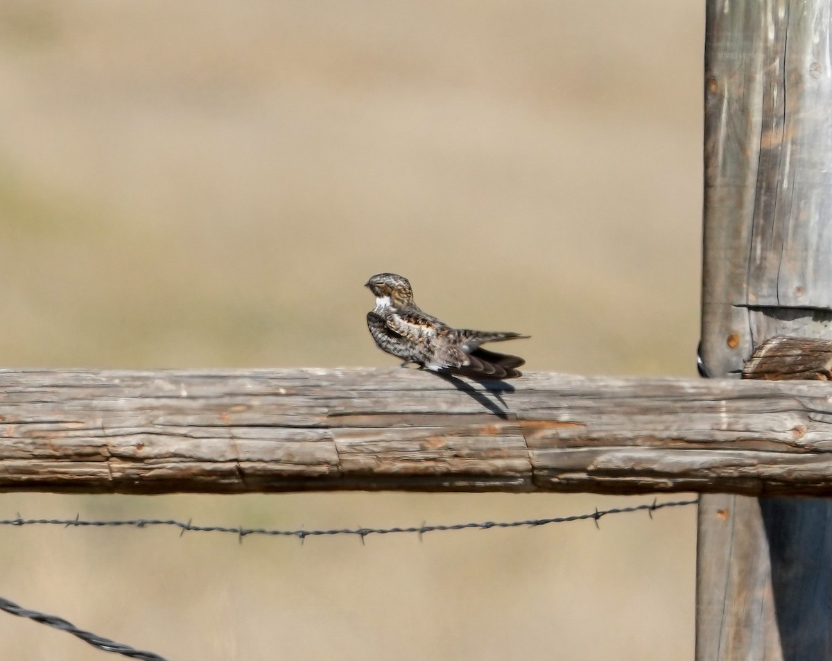 Common Nighthawk - Ken Stuckey