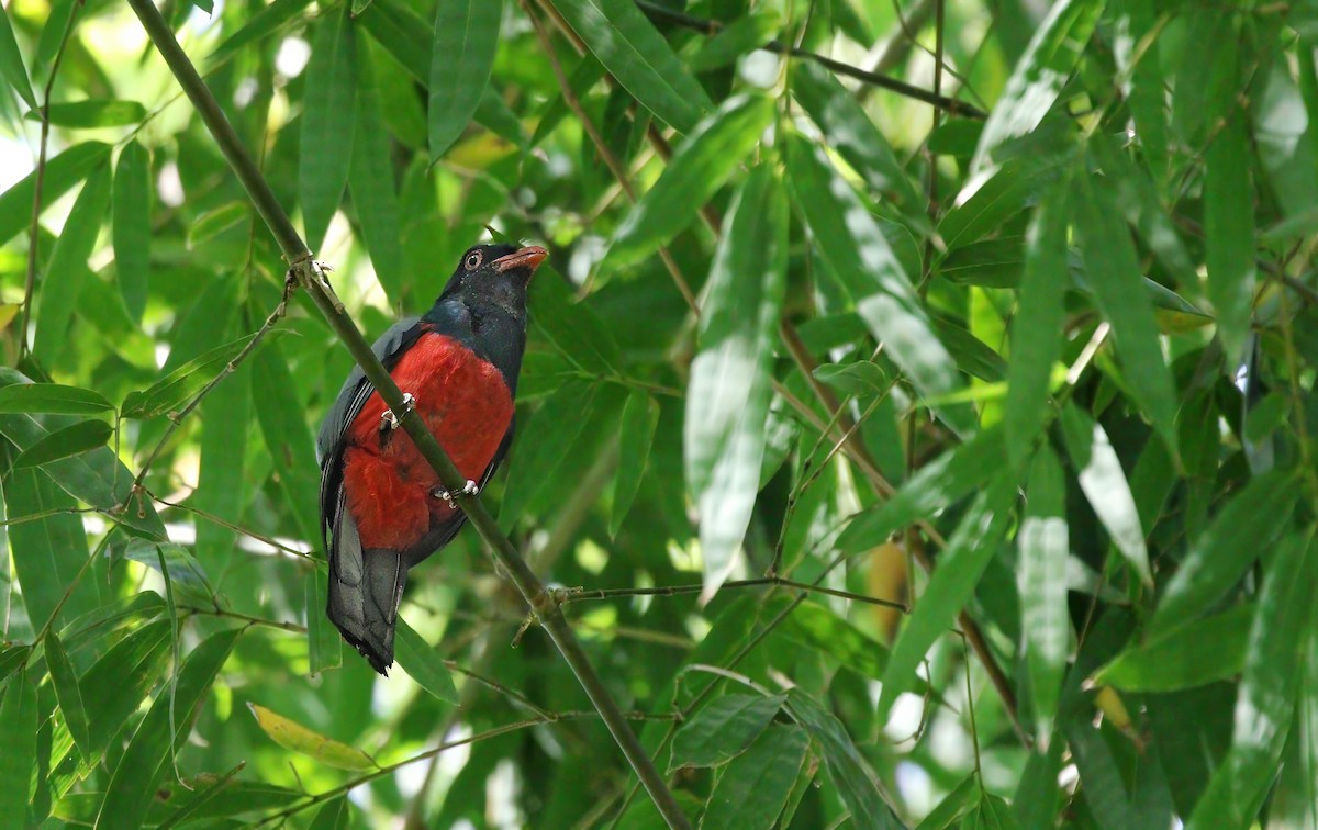 Trogon de Masséna - ML620488276