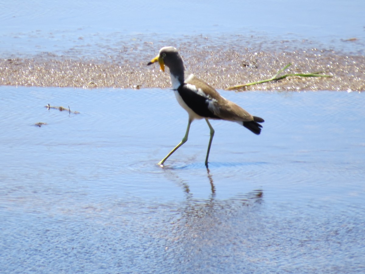 White-crowned Lapwing - ML620488279