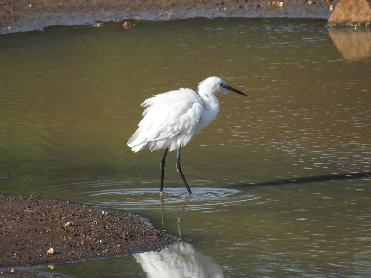 Little Egret - ML620488280