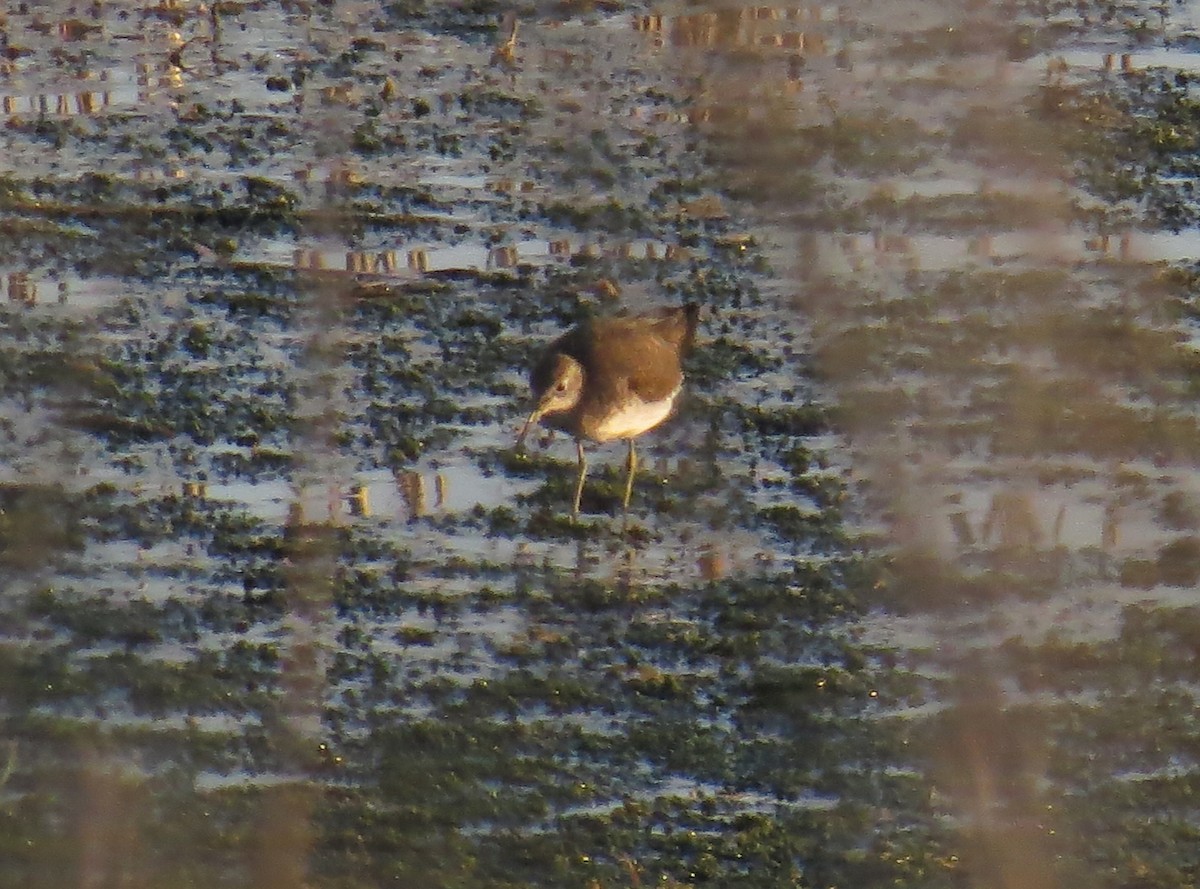 Solitary Sandpiper - ML620488284