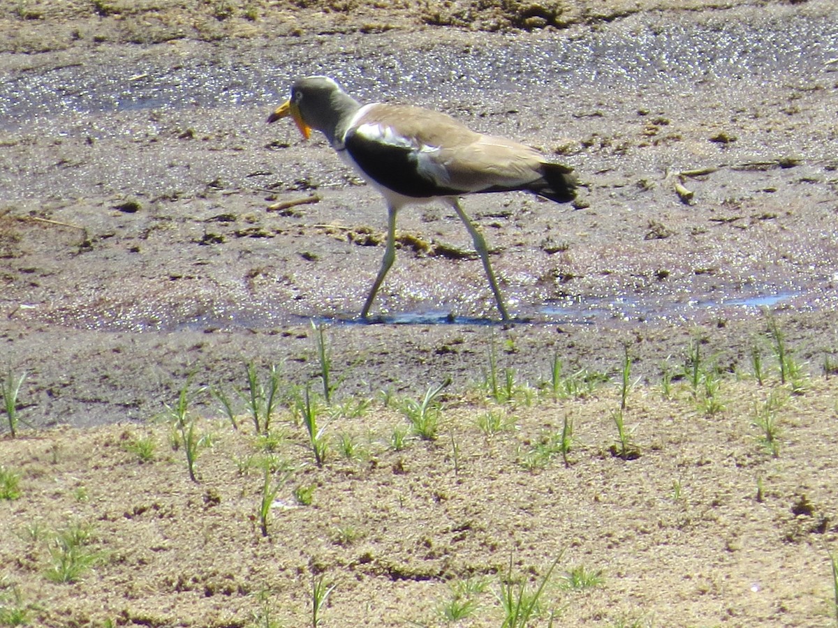 White-crowned Lapwing - Mike & Angela Stahl