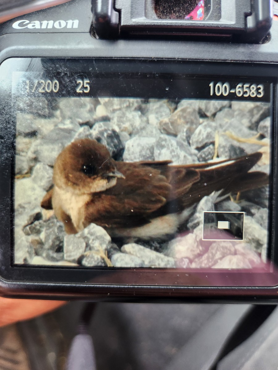 Northern Rough-winged Swallow - ML620488289