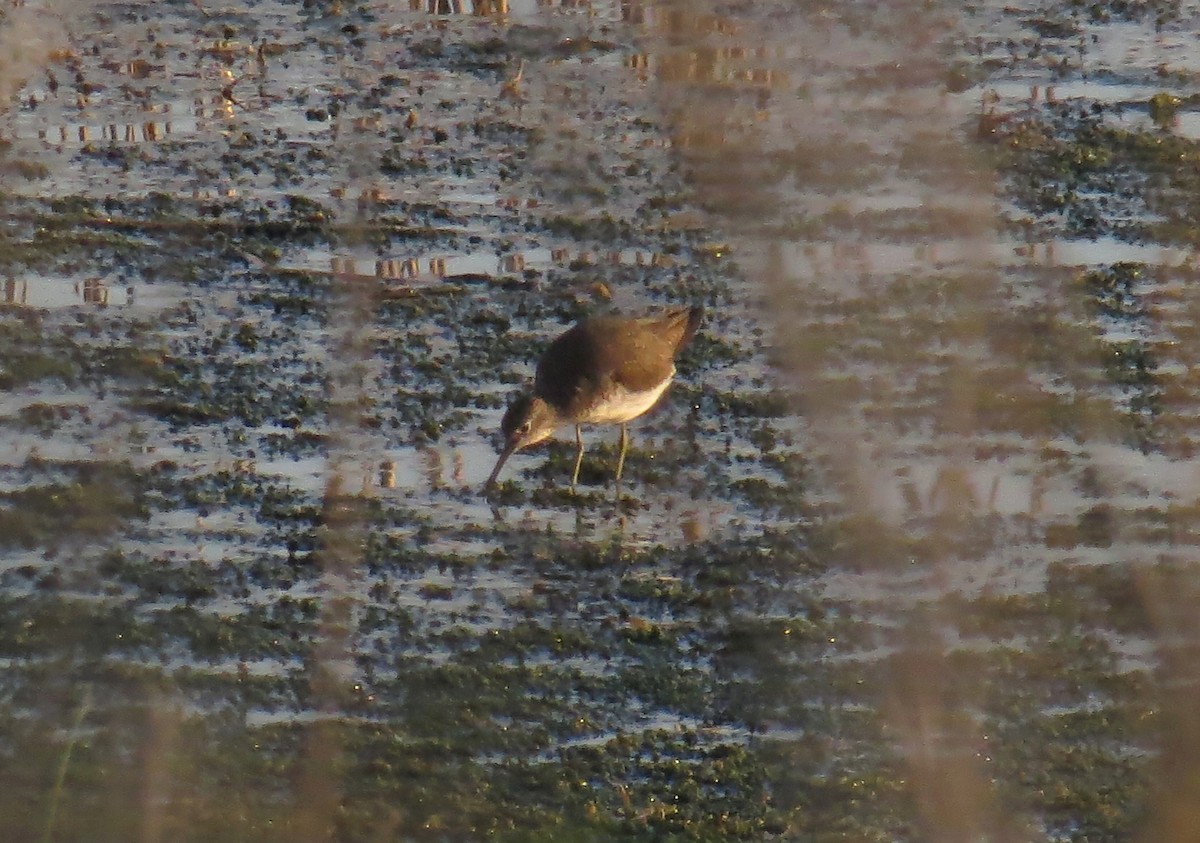 Solitary Sandpiper - ML620488291