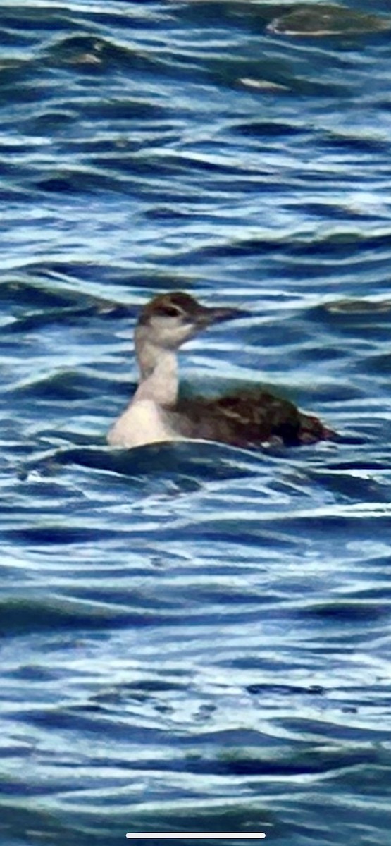 Common Loon - ML620488296