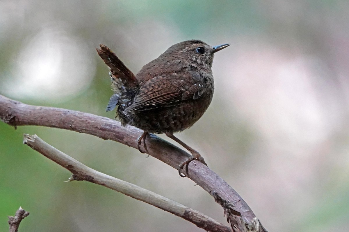 Pacific Wren - ML620488297