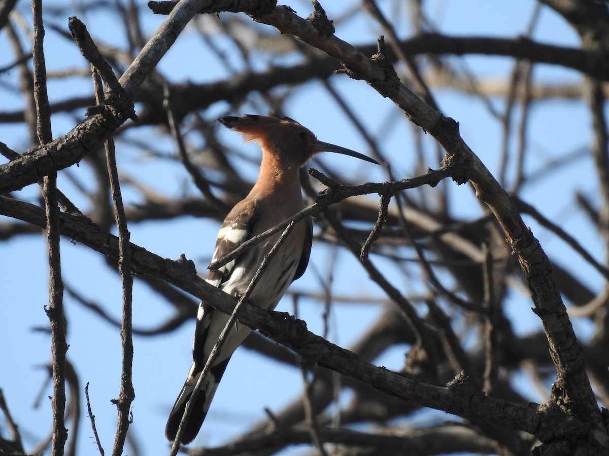 Eurasian Hoopoe - ML620488298