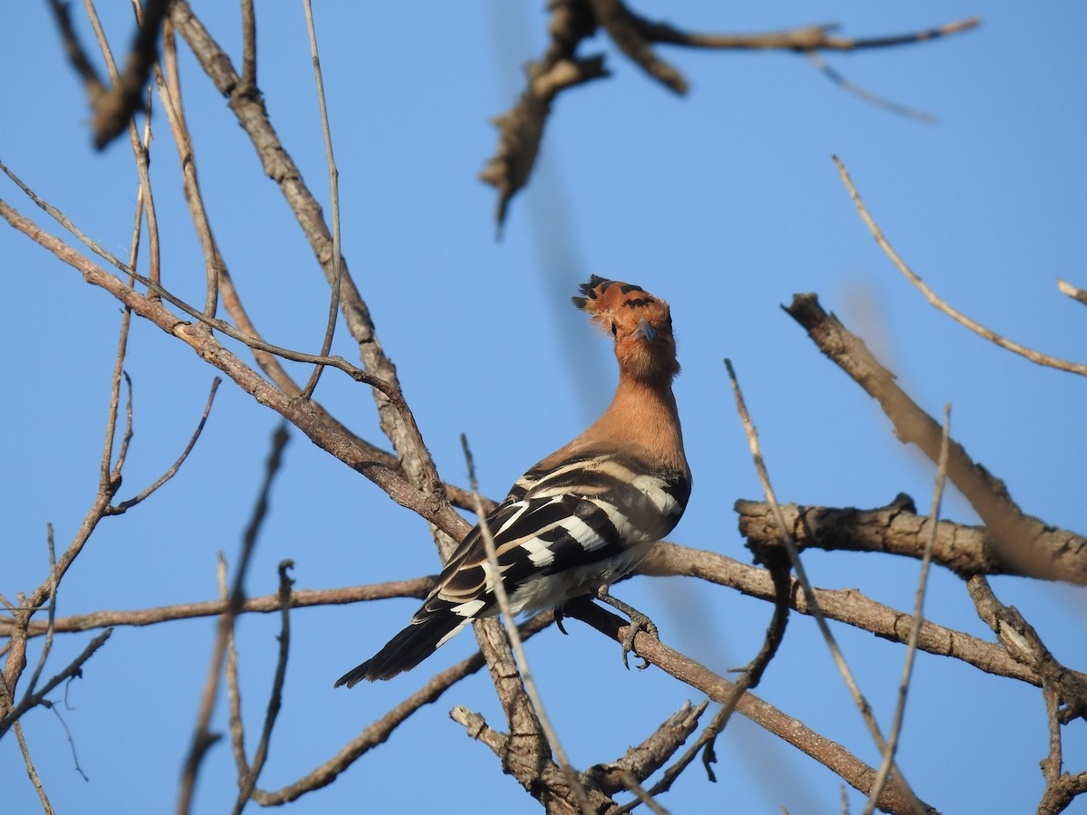 Eurasian Hoopoe - ML620488299