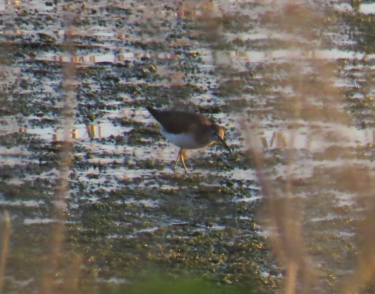 Solitary Sandpiper - ML620488301