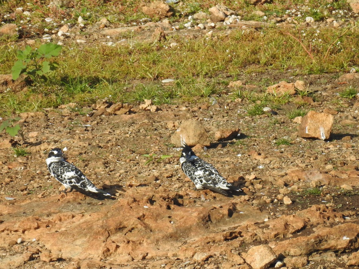 Pied Kingfisher - ML620488307