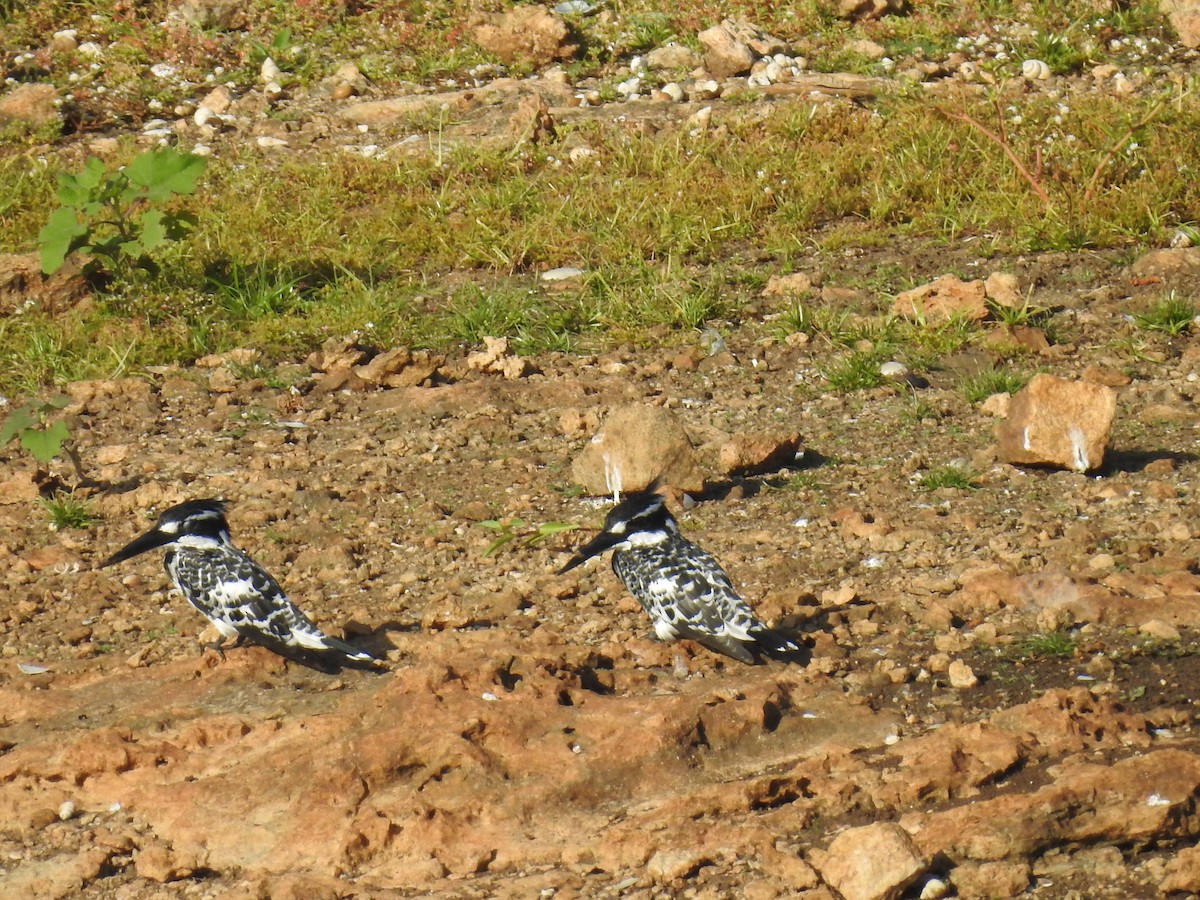 Pied Kingfisher - ML620488308