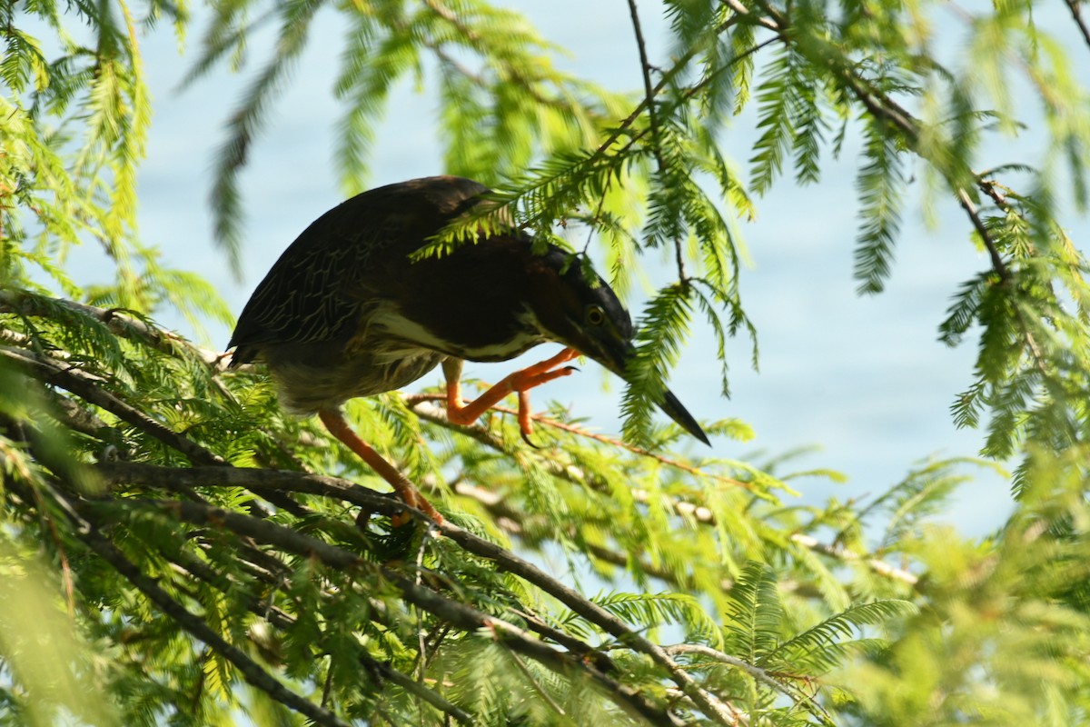 Green Heron - ML620488309