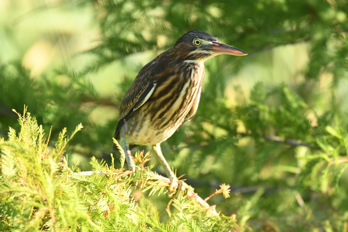 Green Heron - ML620488311