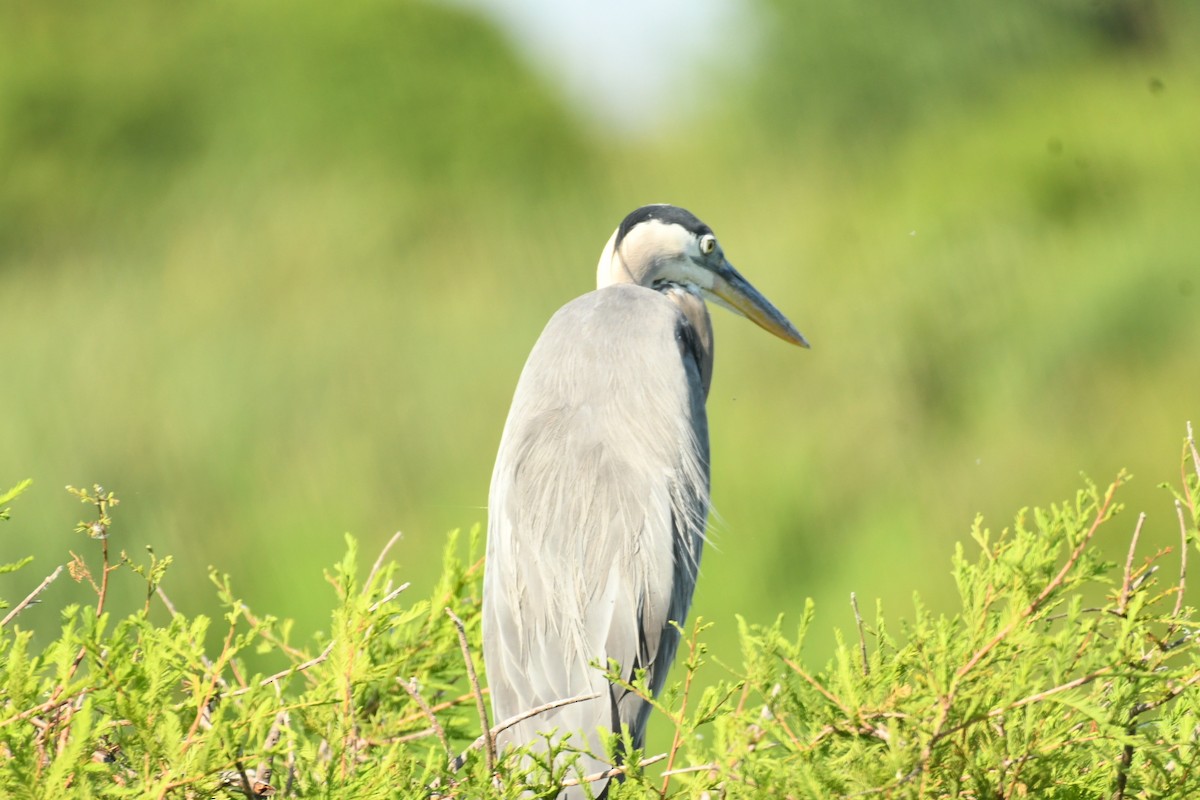 Great Blue Heron - ML620488321