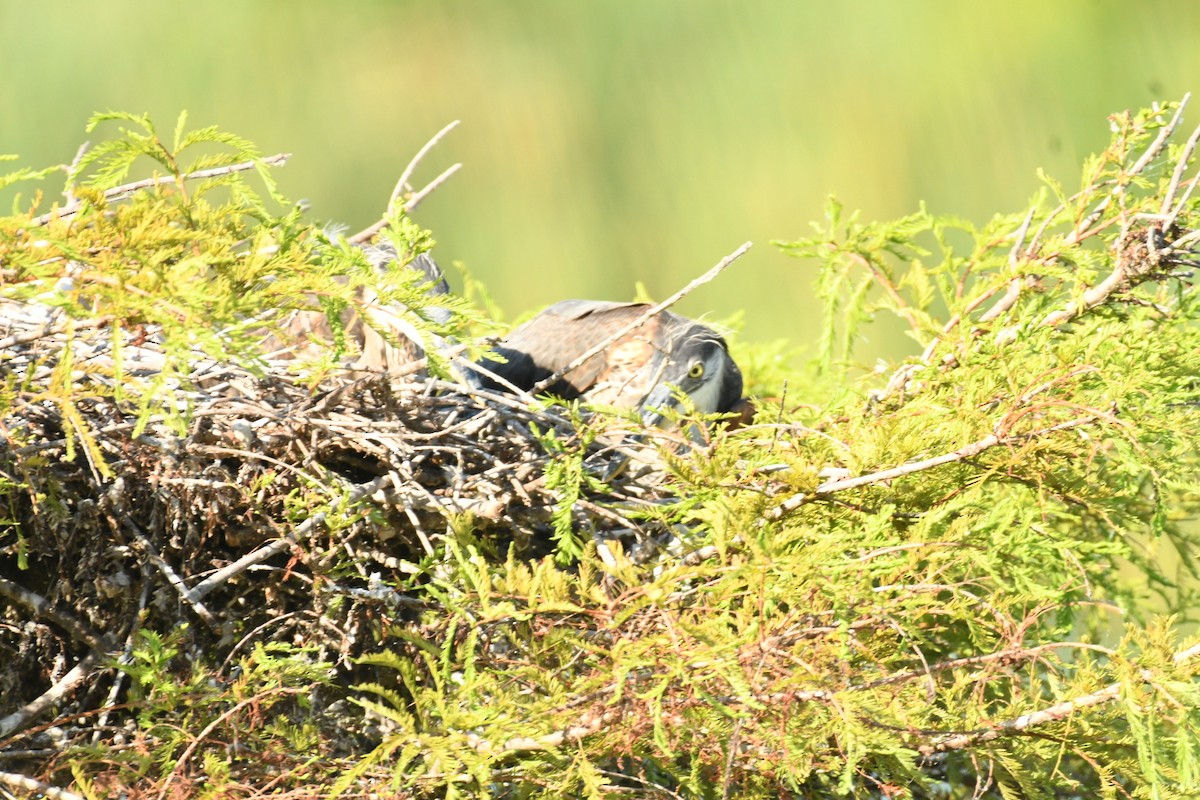 Great Blue Heron - ML620488322