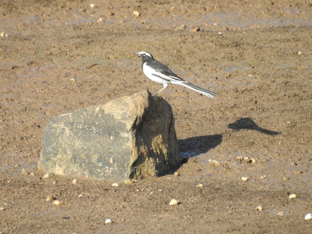 White-browed Wagtail - ML620488324
