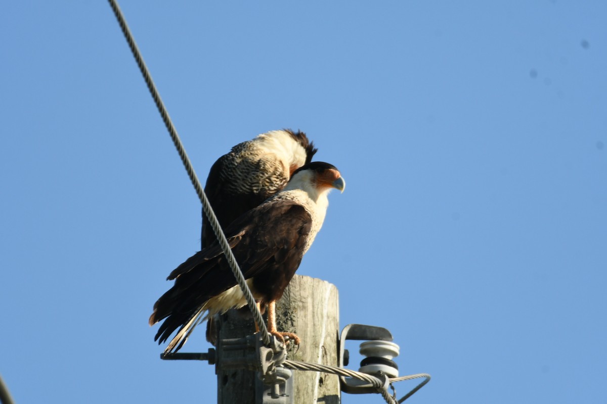 Crested Caracara - ML620488329