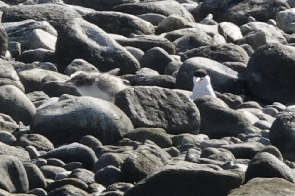 Common Tern - ML620488331