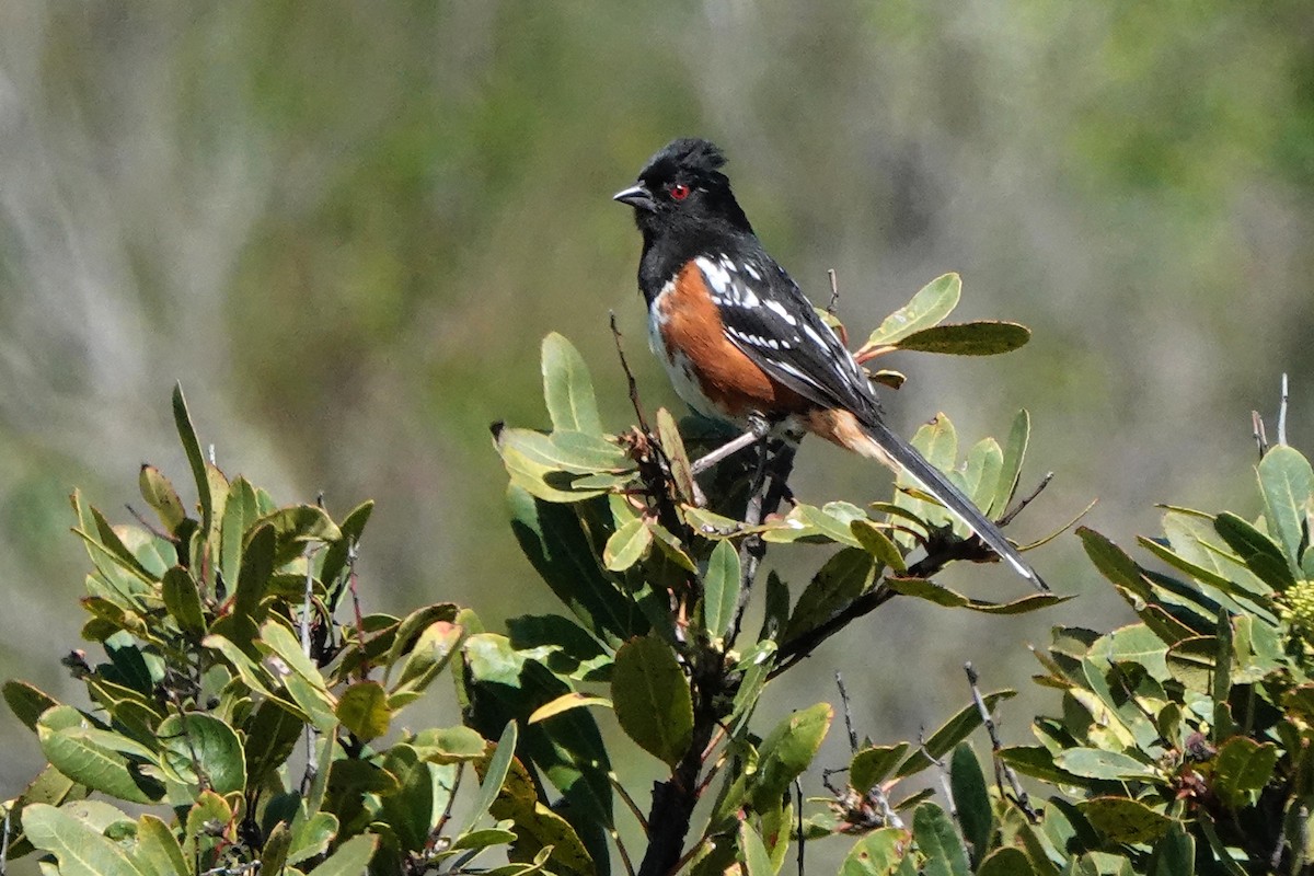 Spotted Towhee - ML620488337