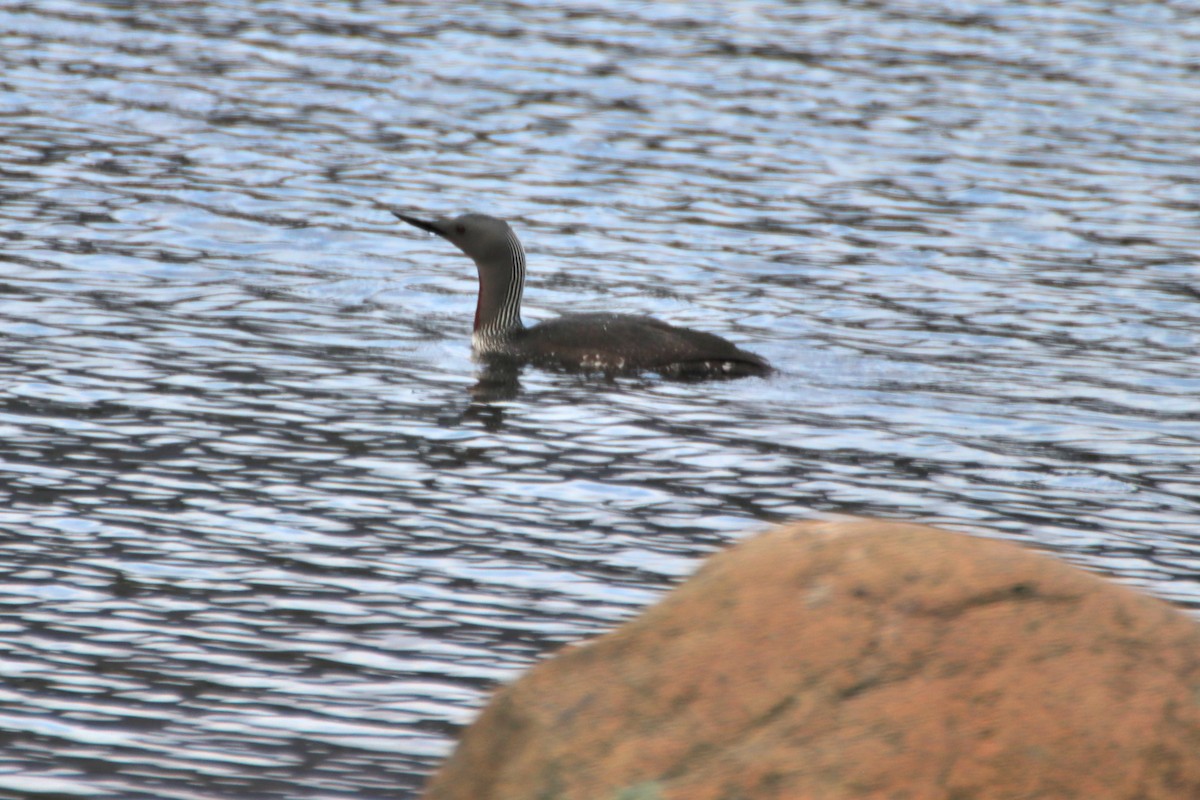 Red-throated Loon - ML620488340