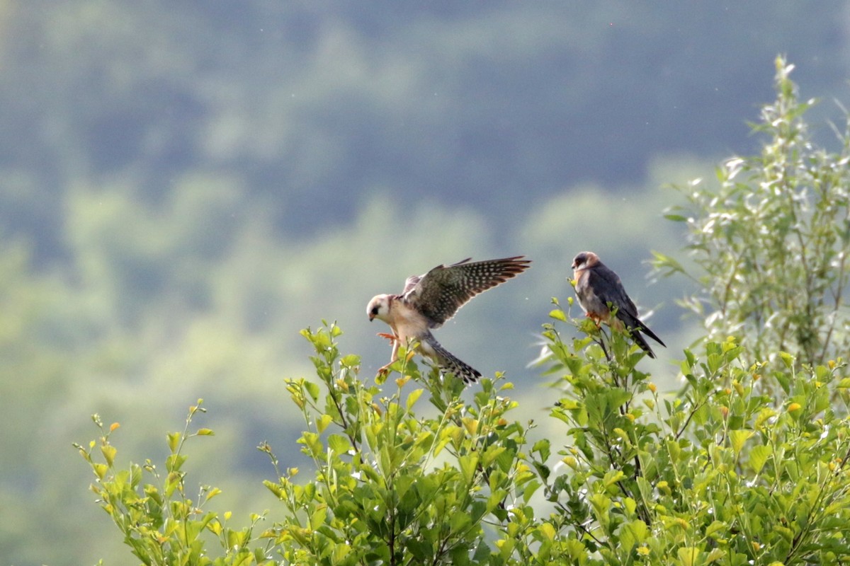 Red-footed Falcon - ML620488344