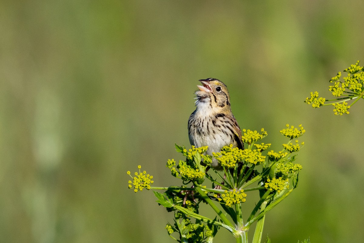 Henslow's Sparrow - ML620488348