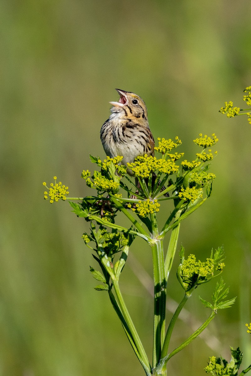 Henslow's Sparrow - ML620488350