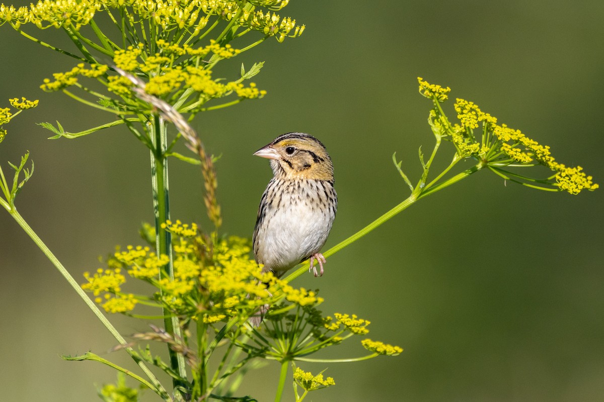 Henslow's Sparrow - ML620488353