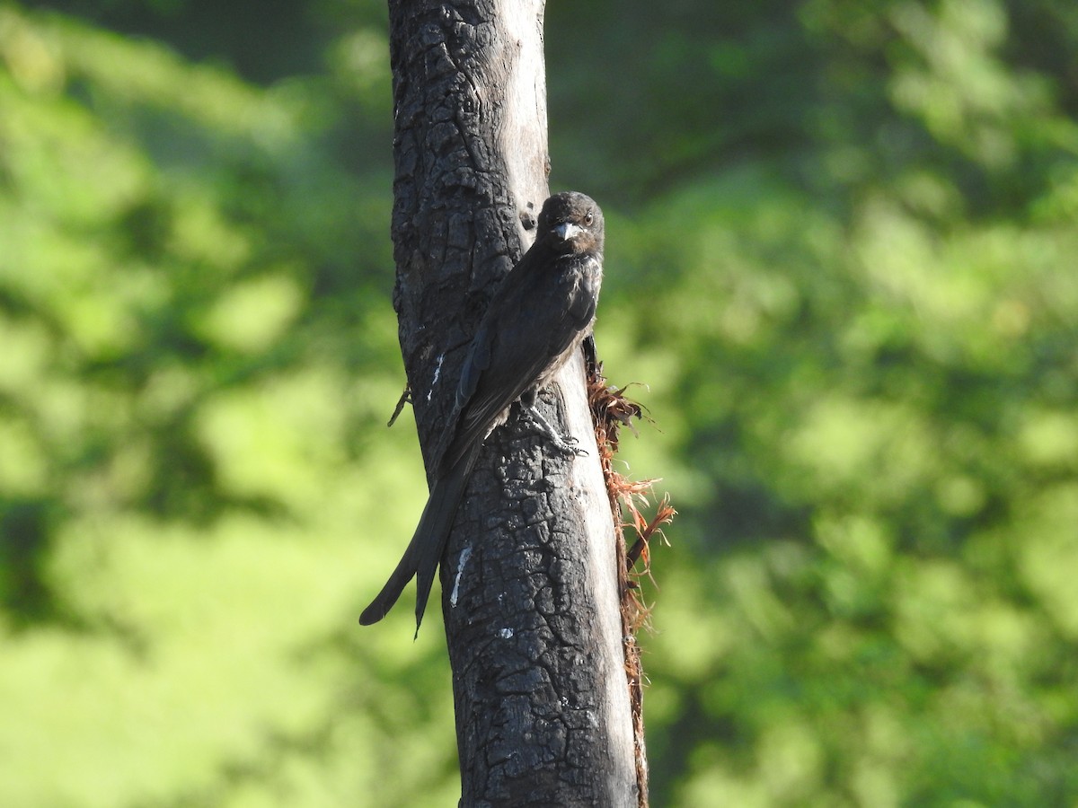 Black Drongo - ML620488354