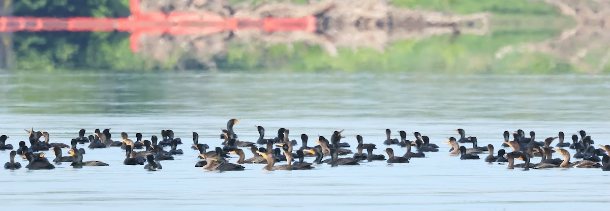 Double-crested Cormorant - ML620488363