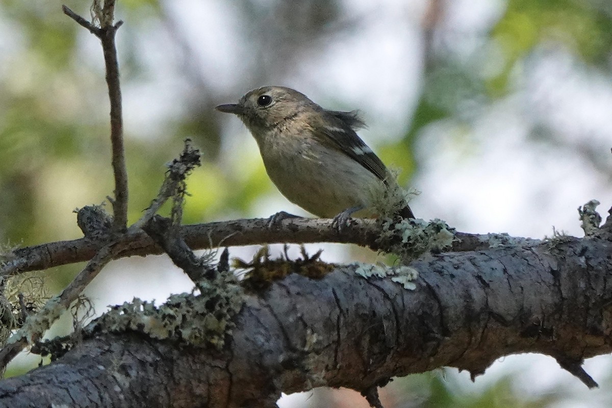 Hutton's Vireo - ML620488364