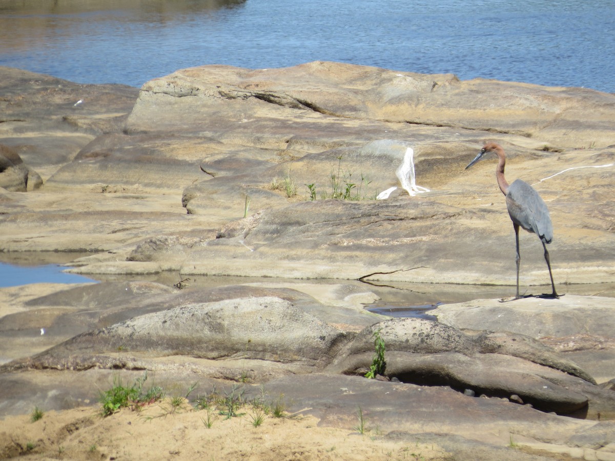 Goliath Heron - ML620488373