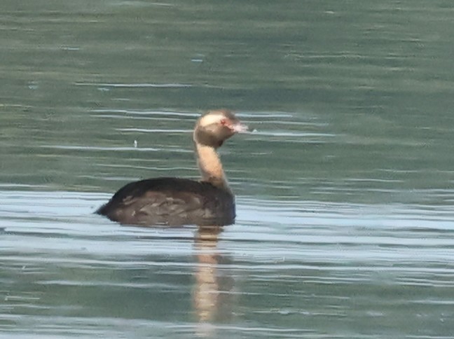 Horned Grebe - ML620488374