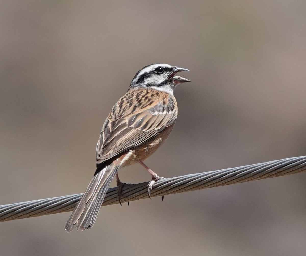 Rock Bunting - ML620488377